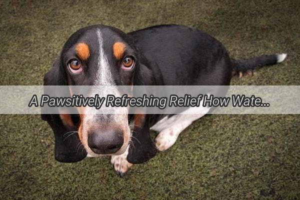 A Pawsitively Refreshing Relief How Water is a Lifesaver for a Sick Dog